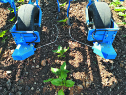 Roues d'une Roto-étrille qui désherbe autour des plants